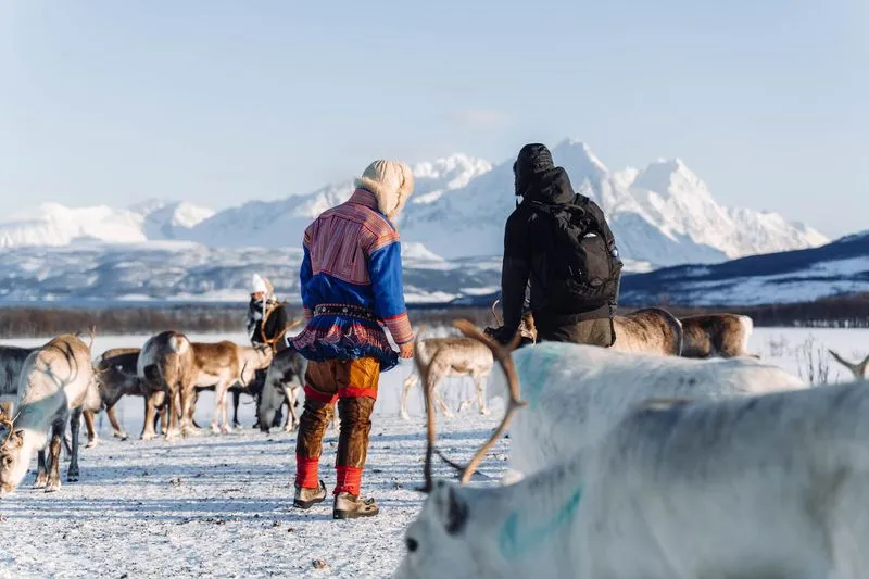 Reindeer visit