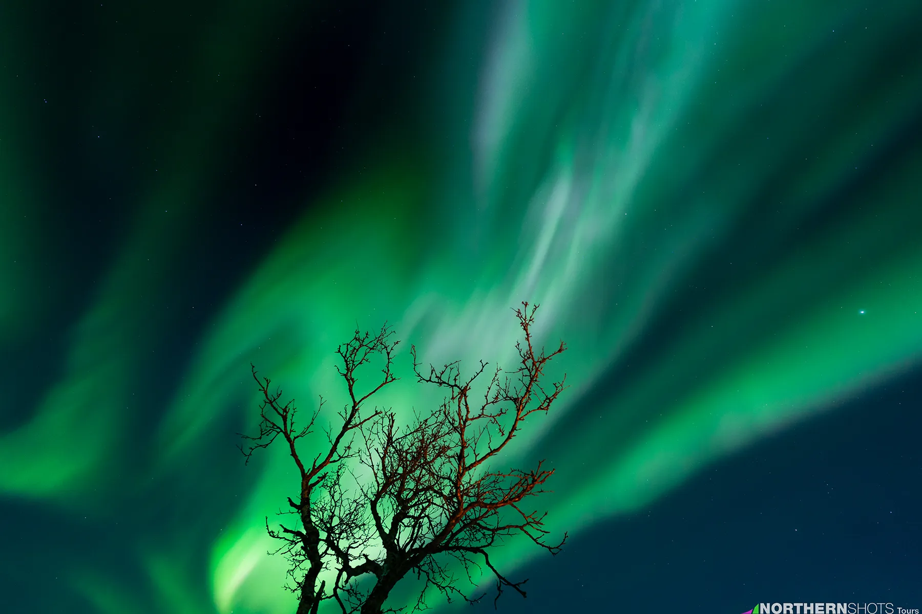 Night sky illuminated by green, white, and pink Northern Lights with the silhouette of a lone tree in the foreground.