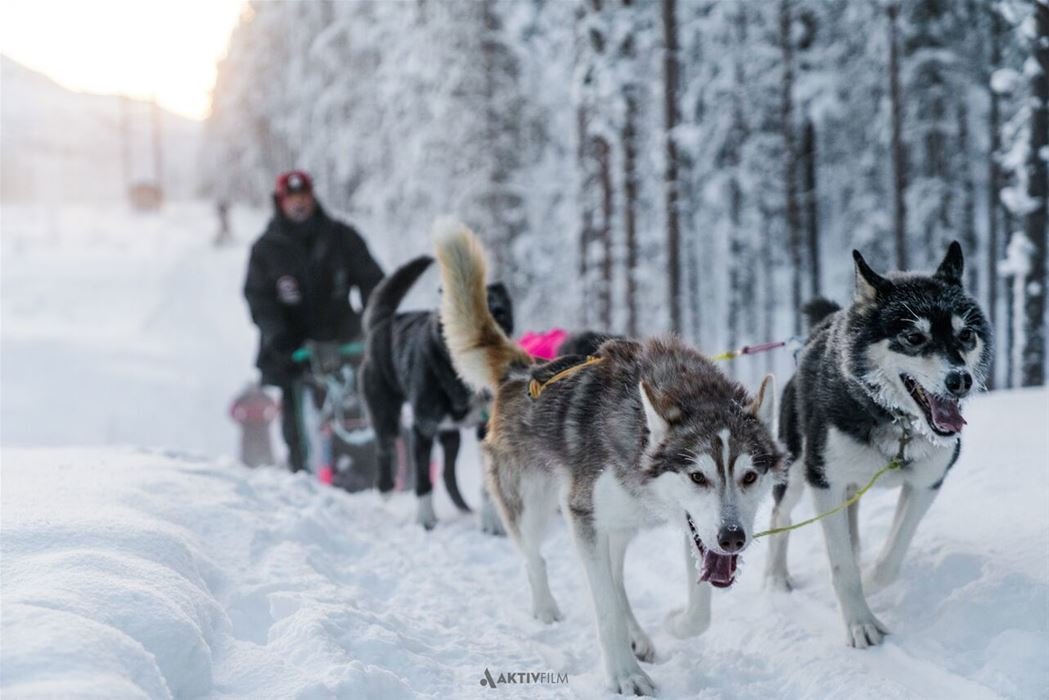 Dog sled with huskies running towards the camera, front two dogs in sharp focus and sled driver blurred in snowy forest background.