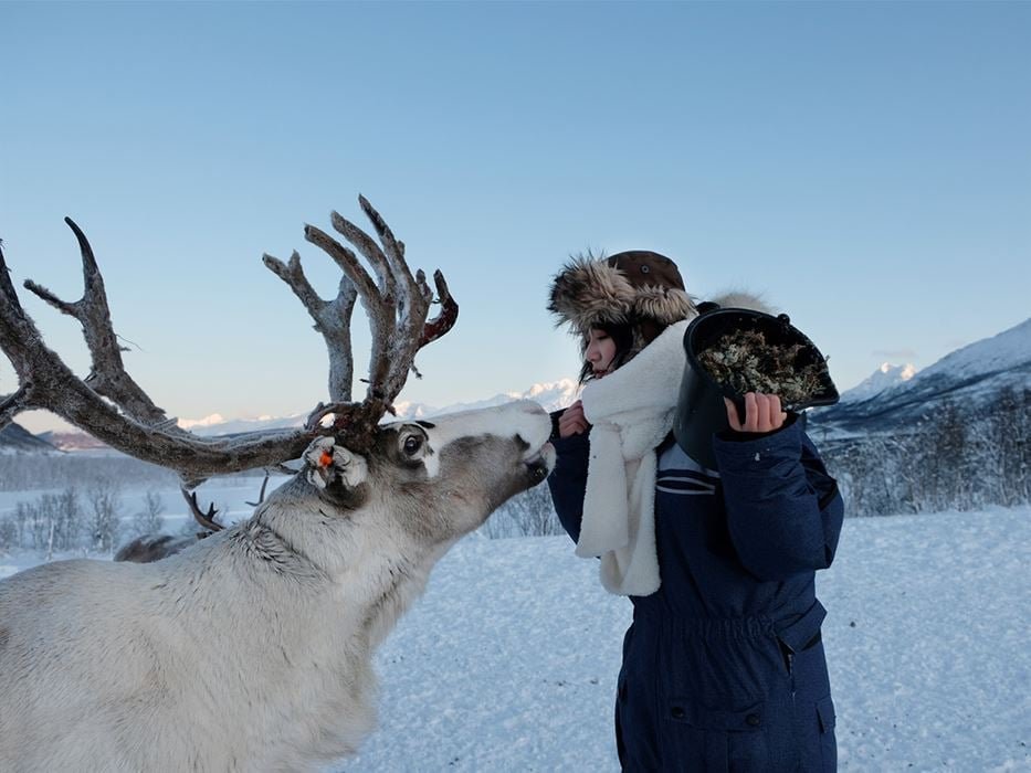 Reindeer Visit and Sami Culture