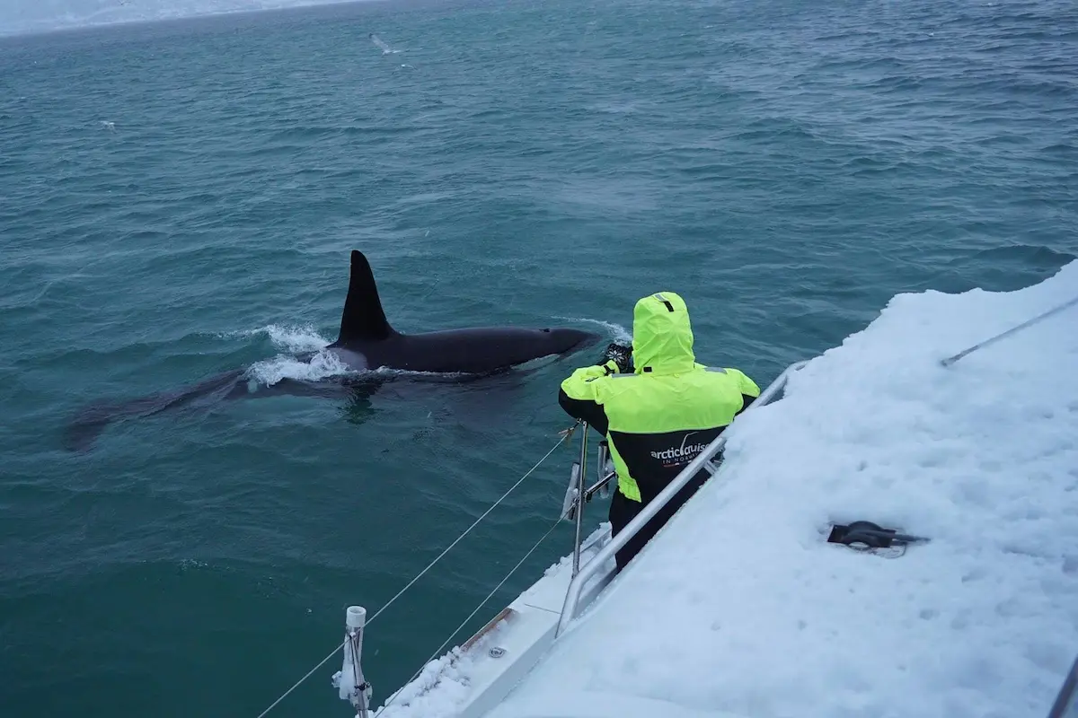 Whale Watching