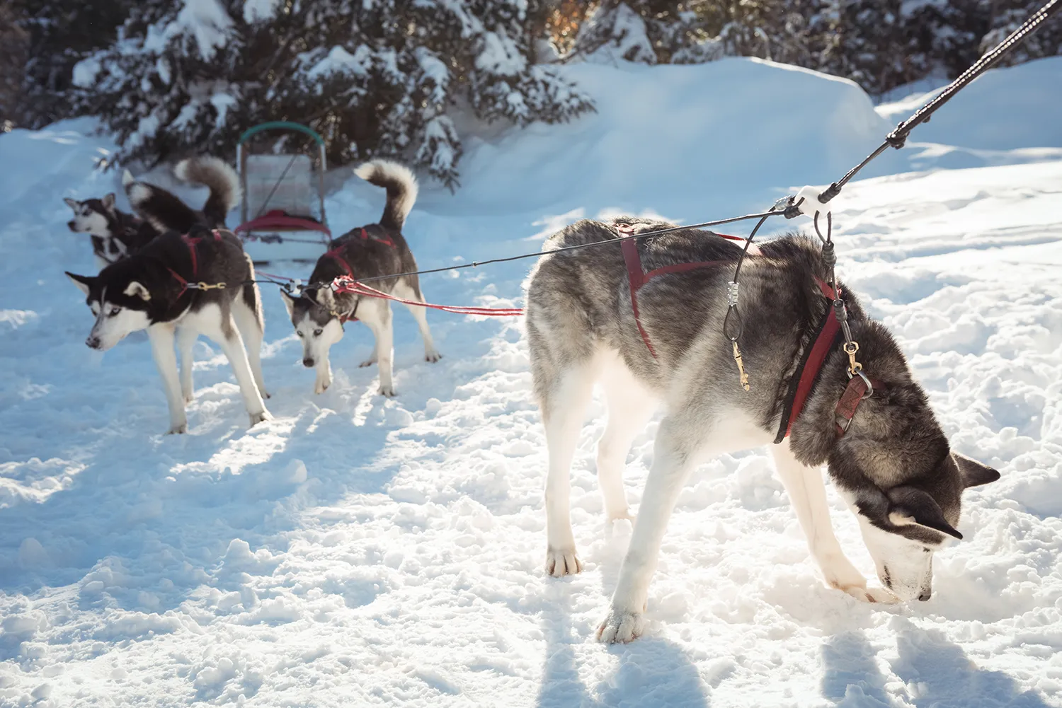Dog Sledding